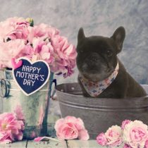 フレンチブルドッグ