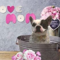 フレンチブルドッグ