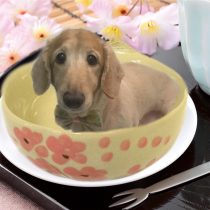 ミニチュアダックスフント