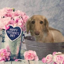 Mダックスフント