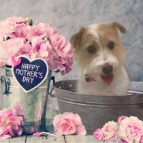 ジャックラッセルテリア