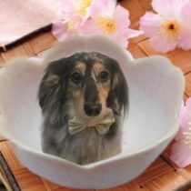 Mダックスフント