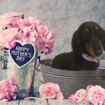 Mダックスフント