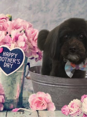 マルチーズ×トイプードルmix