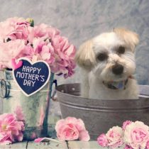 マルチーズ×トイプードルmix