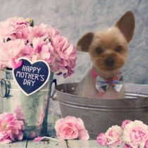 ヨークシャーテリア