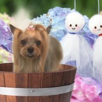 ヨークシャーテリア