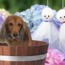 Mダックスフント