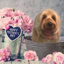 オーストラリアンラブラドゥードゥル