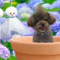 チワワ×トイプードルmix