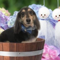 Mダックスフント