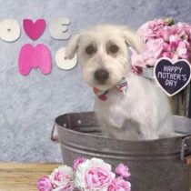 Mシュナウザー×ウェスティmix