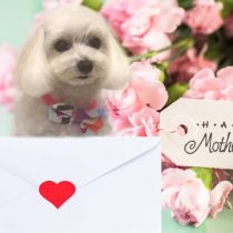 マルチーズ×トイプードルmix