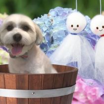 マルチーズ×パピヨンmix