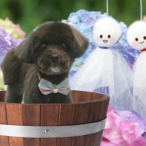 パピヨン×トイプードルmix