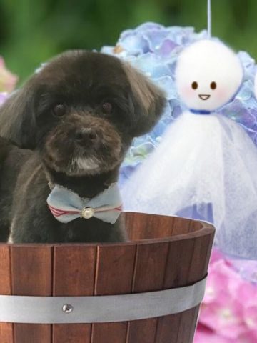 パピヨン×トイプードルmix