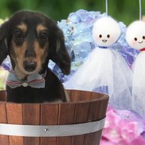 Mダックスフント