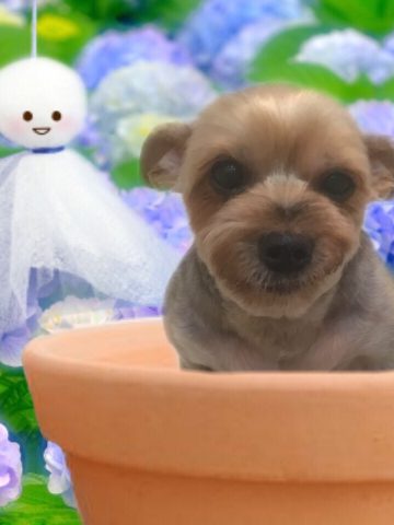 ヨークシャーテリア