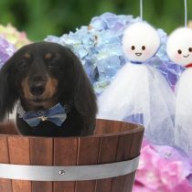 Mダックスフント