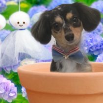 チワワ×Mダックスフントmix