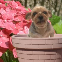 ヨークシャーテリア