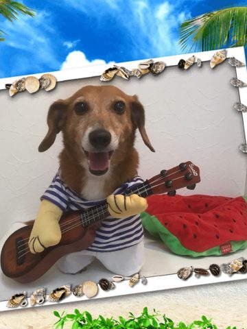 トイプードル×ジャックラッセルテリアMIX