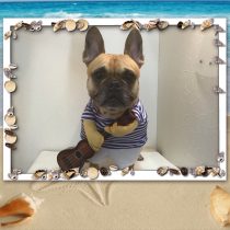 フレンチブルドッグ