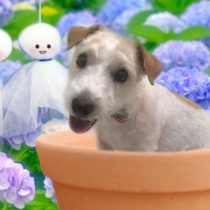 ジャックラッセルテリア