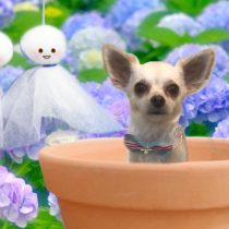 チワワ×トイプードルmix