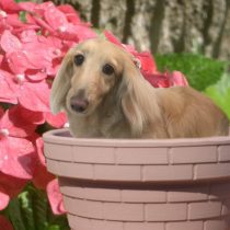 Mダックスフント