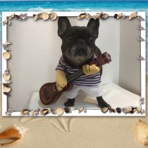 フレンチブルドッグ