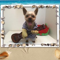 ヨークシャーテリア