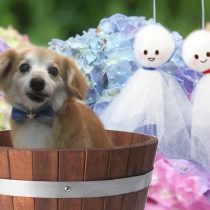 チワワ×Mダックスフントmix