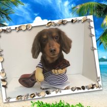 Mダックスフント