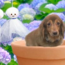 Mダックスフント