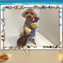 マルチーズ×トイプードルmix