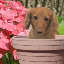 Mダックスフント