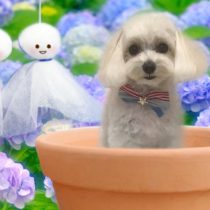 マルチーズ×トイプードルmix