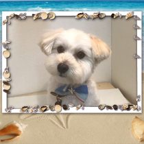 マルチーズ×トイプードルmix