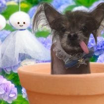 チャイニーズ・クレステッド・ドッグ