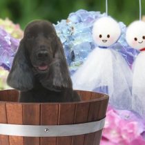 イングリッシュコッカースパニエル