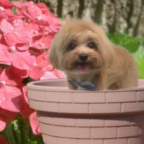 マルチーズ×トイプードルmix