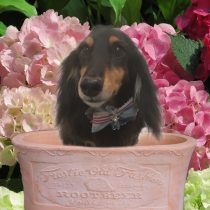 Mダックスフント