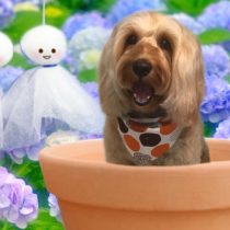 オーストラリアンラブラドゥードゥル