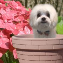 マルチーズ×チワワmix