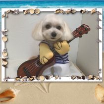 マルチーズ×トイプードルmix