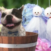 フレンチブルドッグ