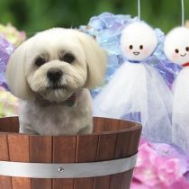 ペキニーズ×ビションmix