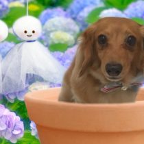 Mダックスフント