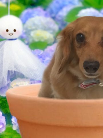 Mダックスフント